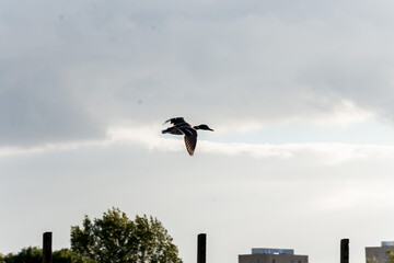 Serene duck in flight against a cloudy sky
