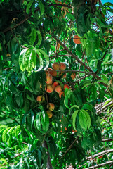 Ripe peaches hanging from lush green tree branches in orchard