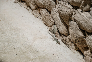 Lizard on stone wall in sunlit desert environment