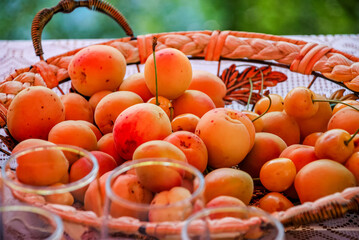 Basket of fresh apricots on lace tablecloth in warm sunlight