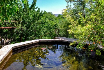 Serene outdoor fish pond surrounded by lush green trees on a sunny day