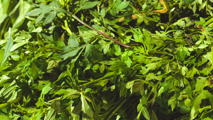 An Indonesian cooking ingredient made from green leaves called kenikir, arranged tightly, showing vibrant texture and detail