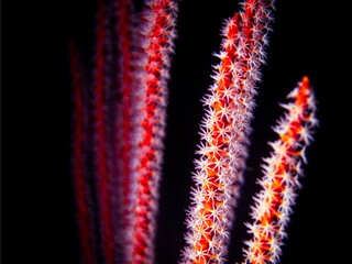 A red gorgonian shows his white polyps for a macro picture