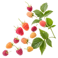 set of salmonberry falling in the air with leaves on white background png