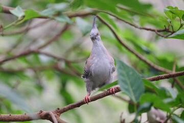 Crested Pigeon (Ocyphaps lophotes) perched on wooden rail with blurred green background in Hong Kong.
