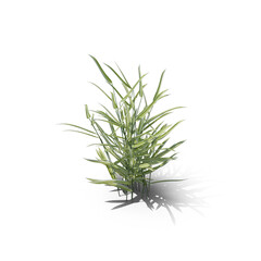 Reed Canary Grass isolated on transparent background