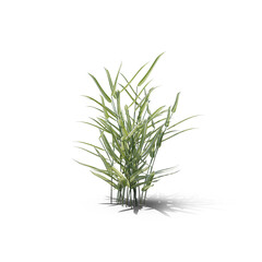 Reed Canary Grass isolated on transparent background