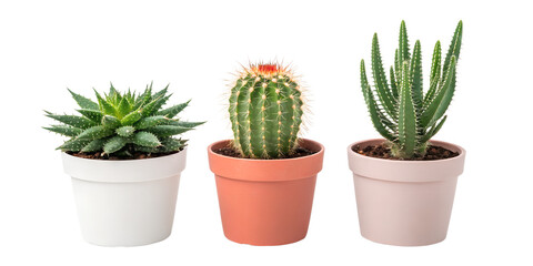 three summer cactus plants in pots on white background png