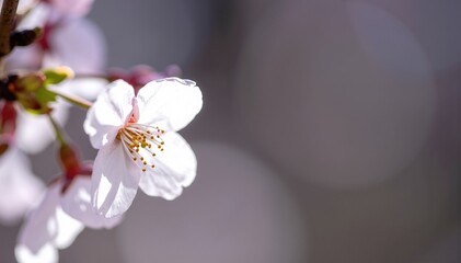 A close-up view of vibrant flowers blooming on a delicate branch, showcasing intricate petals in shades of pink and white against a blurred green background.