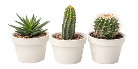 three summer cactus plants in pots on white background png