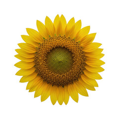 Fototapeta premium Bright yellow sunflower in full bloom isolated on transparent background