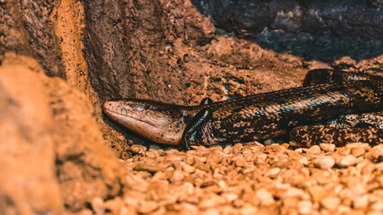 A large, dark-colored lizard rests in a rocky, earthy enclosure.  A smaller, dark creature is attached to its back.
