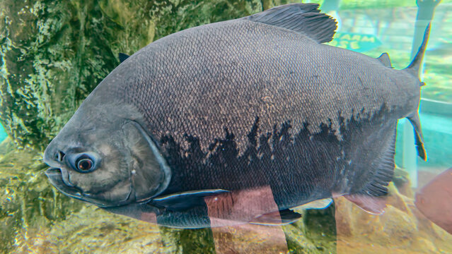A large, dark-colored pacu fish swims in clear water, showing its distinctive flat body and small eyes.