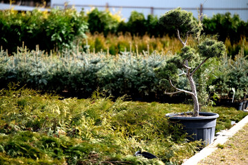 Saplings of pine, spruce, fir and other coniferous trees in pots in plant nursery