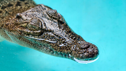 Close-up of a young crocodile's head emerging from turquoise water.