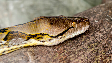 Close-up of a reticulated python's head resting on wood.