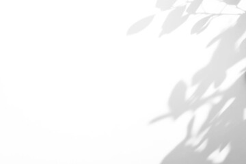 shadow overlay effect of natural tree leaves shadow over on white wall background,realistic summer sunlight abstract shadow overlay