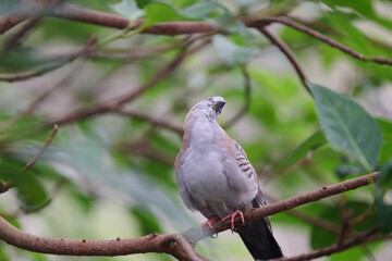 Crested Pigeon (Ocyphaps lophotes) perched on wooden rail with blurred green background in Hong Kong.