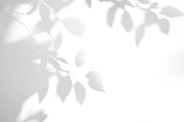 shadow overlay effect of natural tree leaves shadow over on white wall background,realistic summer sunlight abstract shadow overlay