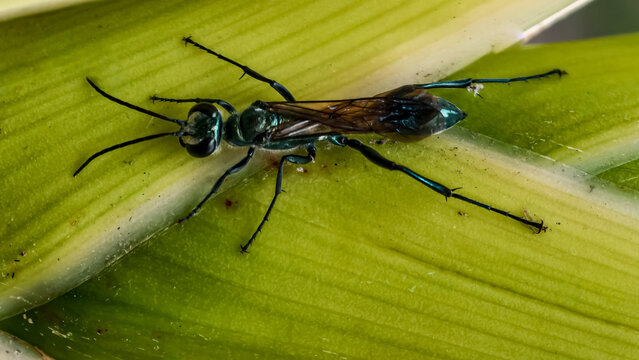 A metallic blue mud dauber wasp rests on a vibrant green leaf, showcasing its intricate details and iridescent colors.