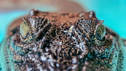 Close-up portrait highlighting the textures and captivating gaze of a vigilant crocodile