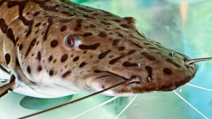 Close-up view of a large, spotted fish's head, likely in an aquarium.