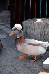 A lively duck with distinctive fluffy feathers atop its head standing on a dirt path. Captures a rustic and natural outdoor feel, showcasing the beauty and uniqueness of the animal.