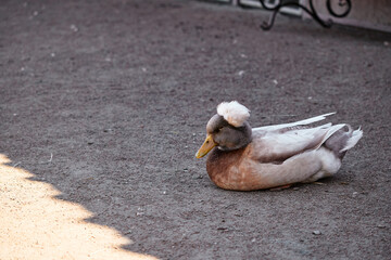 A brown duck with a distinctive feather crest rests on a sandy ground under partial sunlight. Brown Duck With Unique Feather Crest Resting on Sandy Ground Outdoors