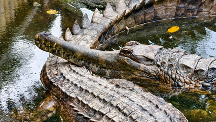 Two gharials resting in water, one with its head atop the other's back. Their scaly skin is visible.