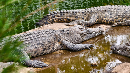 Two crocodiles resting near the water's edge, one with its tail visible, and another partially submerged.