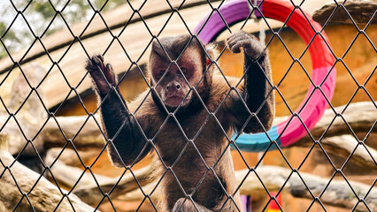 A monkey clings to a wire fence, with a colorful tire toy visible in the background. © Prime