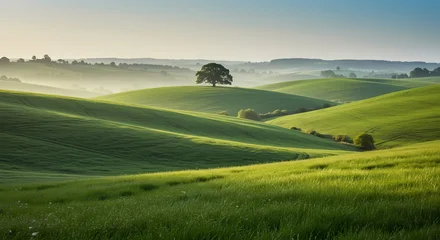 Ingelijste posters Ziekenhuis Lone Tree Amid Morning Mist on Rolling Hills  © 培 余