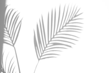 palm leaf shadow overlay effect,tropical leaves shadows isolated on transparent png background
