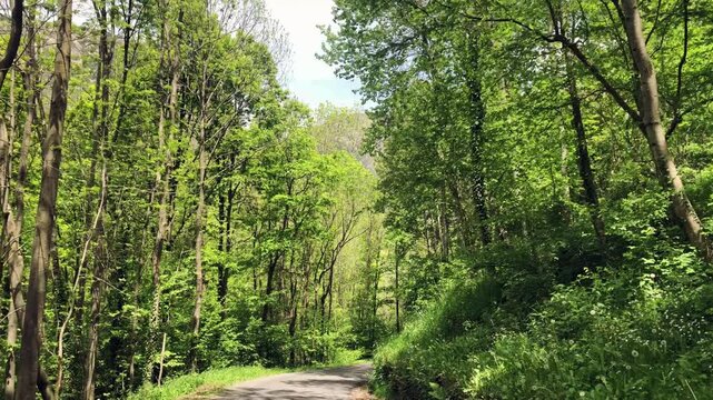 Caminando por un sendero verde rodeado de &aacute;rboles altos en primavera