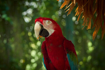scarlet and blue macaw parrot © Daniel