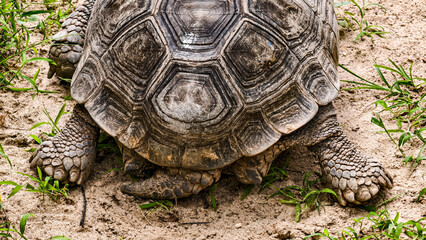 A large tortoise rests on sandy ground, its textured shell and powerful legs visible.