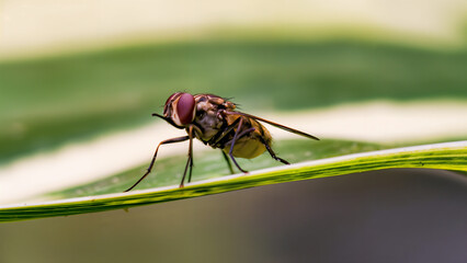 A close-up view of a fly perched on a vibrant green and white leaf.