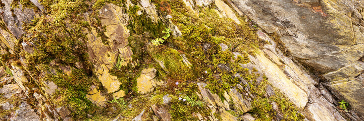 Panoramic image. Moss on slate stones in the mountains