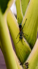 A large black ant clings to a vibrant green plant stem.