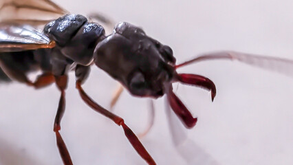 Close-up of a dark-colored ant with translucent wings, showcasing intricate details of its head, mandibles, and legs.