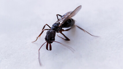 Close-up view of a black winged ant on a white surface.