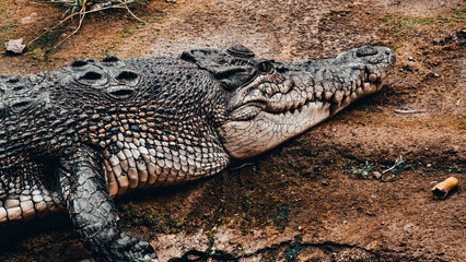 A close-up view of a large crocodile resting on a muddy, brown surface, basking in the sun.