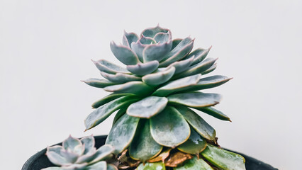 A succulent plant with layered, fleshy leaves in a pot, showcasing its geometric rosette shape against a plain background.