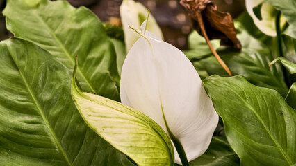 Close-up of a white peace lily flower surrounded by large green leaves.