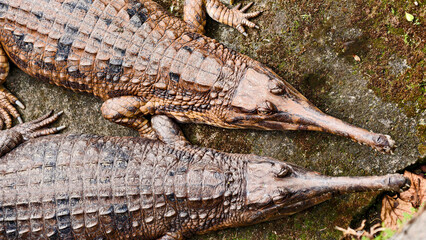 Two slender-snouted crocodiles rest on a textured surface, showcasing their textured skin and...