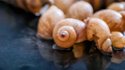 A close-up view showcases several snail shells, highlighting their intricate spiral patterns and textures.