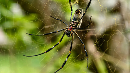 A large spider with intricate patterns on its body, meticulously positioned in its web amongst...