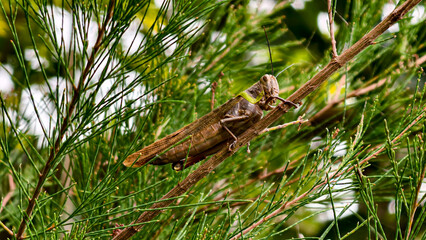 A close-up image showcasing a grasshopper perched on a slender branch amidst lush green foliage.