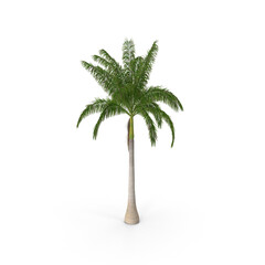 Obraz premium Roystonea Regia Cuban Royal Palm isolated on transparent background