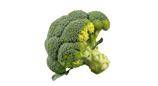 A full head of broccoli with defined florets and natural maturation yellowing, showing texture and stalk, on a seamless transparent background with uniform studio lighting, concept for healthy food